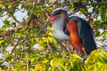 Observation and Photography of Mexican Birds