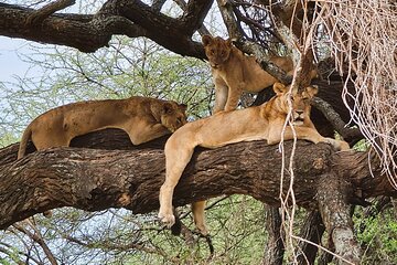 From Arusha: 11 days The Classics Northern Tanzania safari