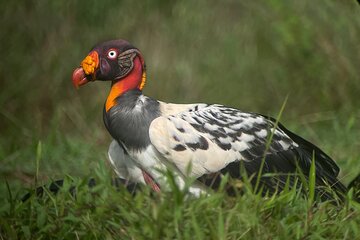 Esquipulas Rainforest - Private Birding - Fully Customizable Tour