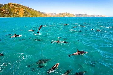 COMBO: Dolphin, Sea Cave & Captain Cook / Kealakekua Bay Snorkel 