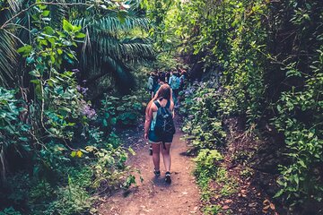 Full Day Rainforest Tour with Tasting and Swimming Time