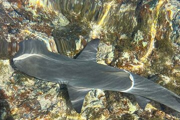 3-Hour Shark Bay and Salt Lakes in Sal Island Guided Tour