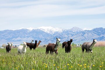 Alpaca and Llama Farm Tour