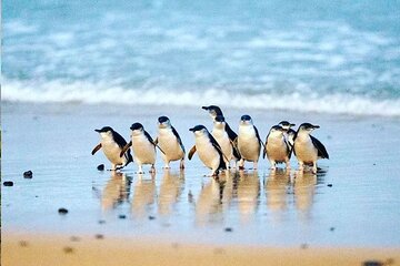 Golden Hour Penguins & Wine Tour with Pickups from Phillip Island