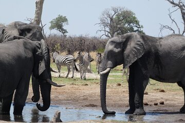 1 Day Moremi Game Drive Safari, guided