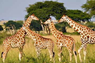 Half Day Safari Tala Game Reserve and Phezulu Park from Durban