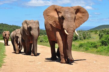 Garden Route 3 Day Adventure and Botlierskop Game Reserve