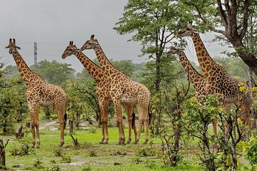 Full Day Phezulu Safari and Mandela Capture Site Tour from Durban