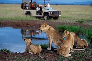 1 Day Hluhluwe Imfolozi Game Reserve and Game Drive from Durban