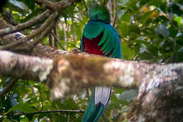 Monteverde Cloud Forest Tour