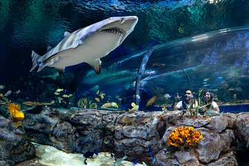  Ticket to the largest Oceanarium of the Mascarene Islands