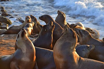 1.5 Hour Walking Tour from La Jolla in San Diego