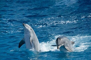 Dolphin House With Snorkeling & Lunch -Hurghada