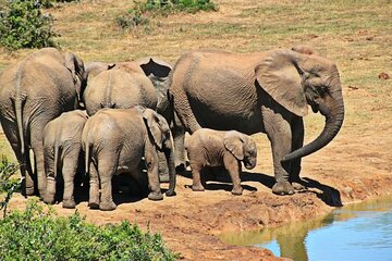 Full Day Hluhluwe Imfolozi Game Reserve Private Tour from Durban