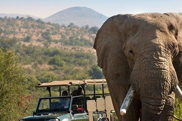 Tala Game Reserve Natal Lion Park and Phezulu Safari Park Tour