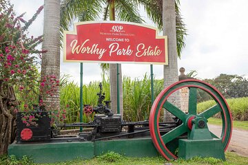 Half Day Tour in Worthy Park Rum Estate