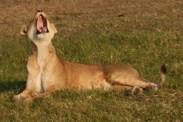 Private 3-Days of wildlife Safari exploring Uganda