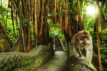 Ubud Skip the line Monkey Forest Sanctuary Ticket and Guided Tour