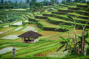 Jatiluwih Rice Terrace and Temple Tour 