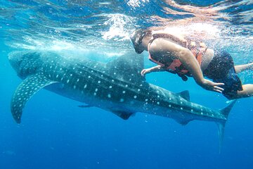 Whale Shark Adventure in Isla Mujeres and Cancun