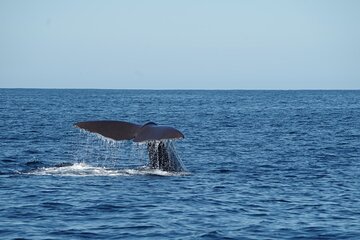 Whale Watching from Bentota with Pickup & Drop