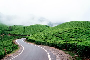 Private Day Tour of Munnar from Kochi in Air-Conditioned Vehicle