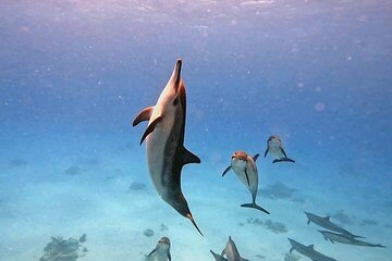 Sataya Dolphin House Snorkel Trip - Marsa Alam