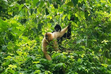 Cuc Phuong National Park Trekking: Private Day Tour From Hanoi