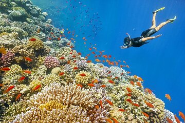 Relax and Snorkel at Orange Bay Island with Lunch - Hurghada