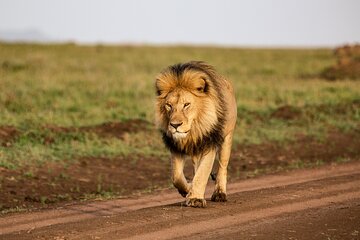 5 days Living Among Lions with Kojuu Safaris - Mid range Lodge 
