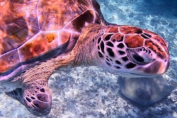 2-Hour Snorkeling in Two Spots of Tulum's Reef