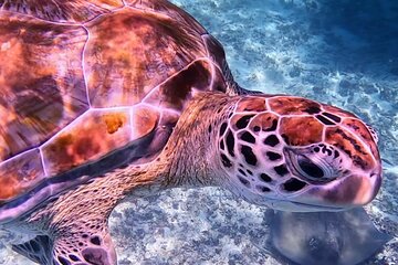 1.5 hours Snorkeling at Tulum's paradise reef