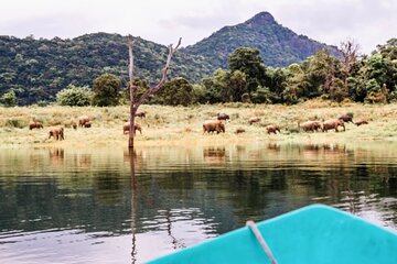 Private Jeep Safari to Galoya National Park From Sigiriya