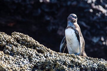 Bartolome Island on Board of Sea Lion Yacht