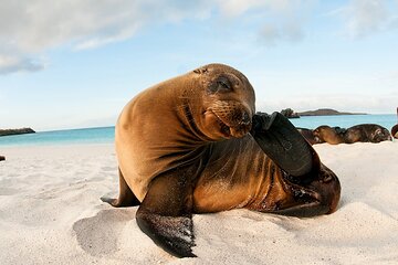 South Plazas Island and Carrión Point on Board of Sea Lion Yacht