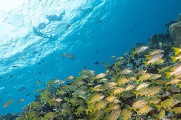 Snorkel Tour at Musa and Manchones Reef