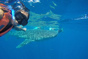 Whale Shark Snorkel from Cancun meeting point
