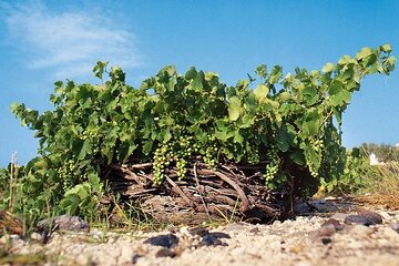 Private Wine Tour in Santorini 