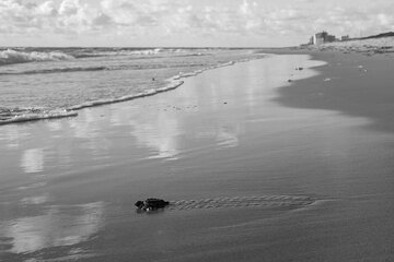 Evening Sea Turtle Hatchling Release
