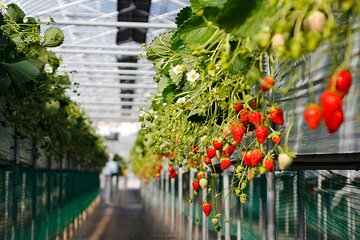 Genting Highlands En-route Batu Caves & Strawberry Farm Day Tour with Authentic Indian Lunch Private & Guided