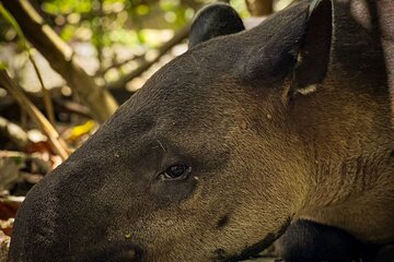 Full Day Tour Corcovado National Park.