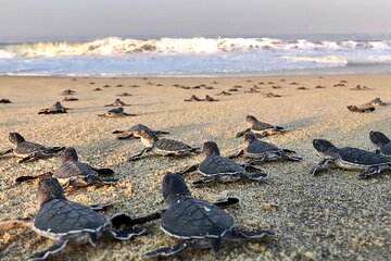 Olive Ridley Turtle Release Experience