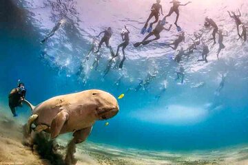 Swimming with Turtles & Dugong at Marsa Mubarak from Port Ghalib