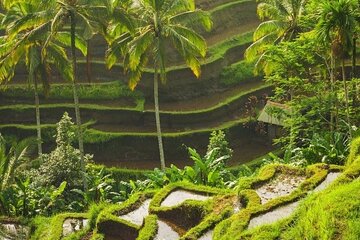 Full-Day Private and Guided Tour Around Ubud