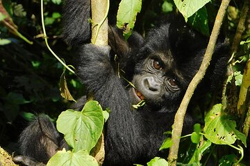 10-Day Uganda Primates and Big 5 Safari