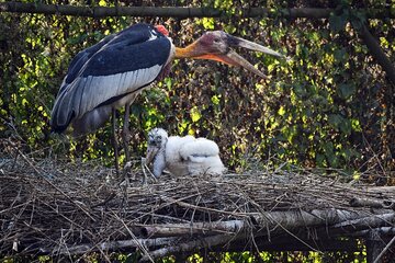 Prek Toal Bird Sanctuary Day Trip from Siem Reap