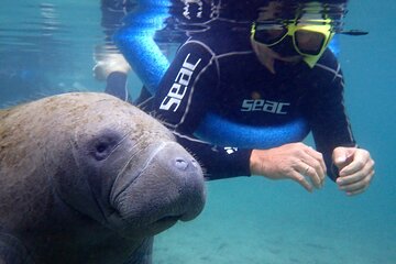 The 'OG' Manatee Snorkel Tour with In-Water Guide/Photographer