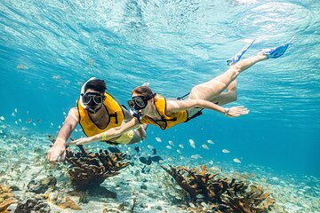 5-in-1 Cancun Snorkeling Tour with Sea Life & Transport Included