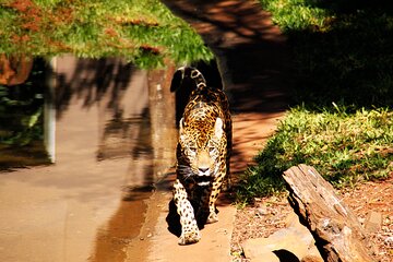 Itaipu Dam with Wild Animals Eco Retreat