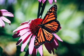 4-Hour Private Tour in Jatiluwih Terraces and Butterfly Park 